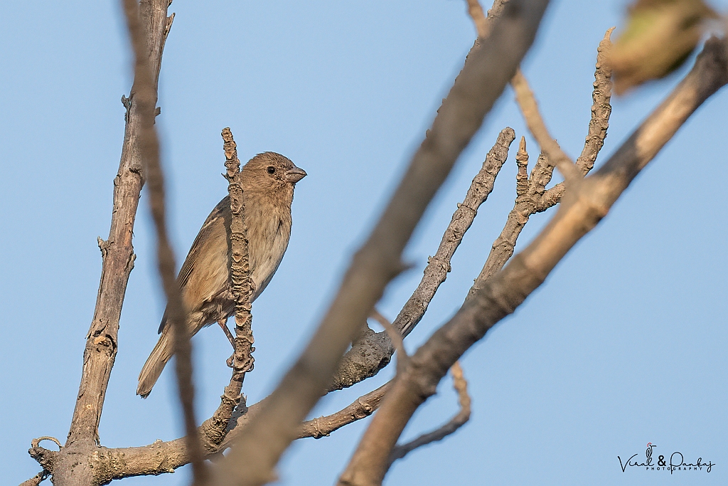 Common Rosefinch