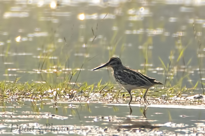 Jack Snipe