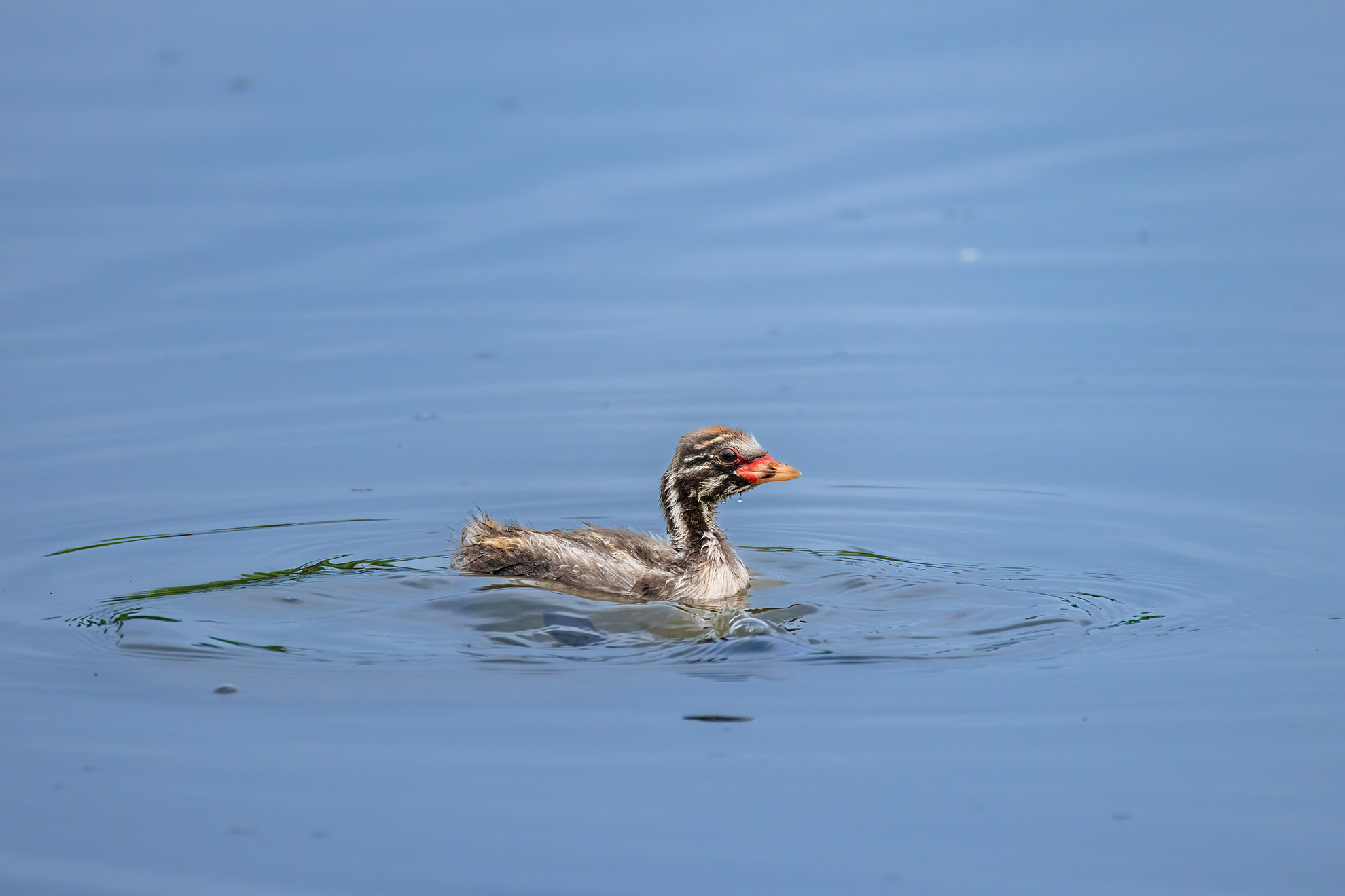 Little Grebe