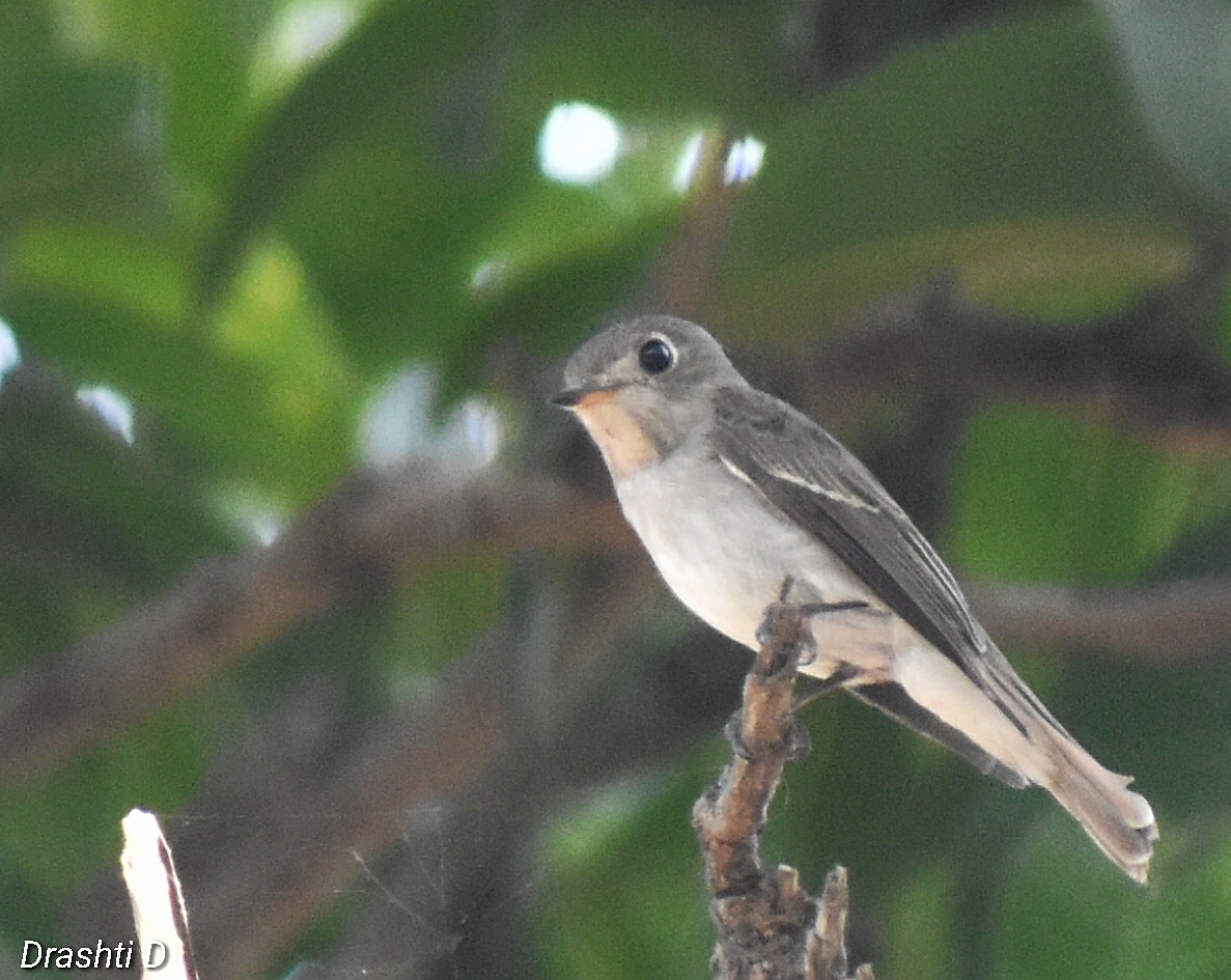 Asian Brown Flycatcher