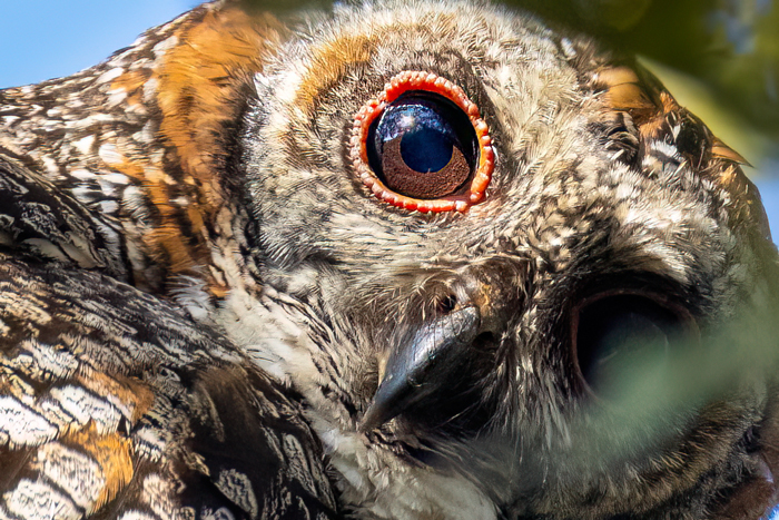 Mottled Wood Owl