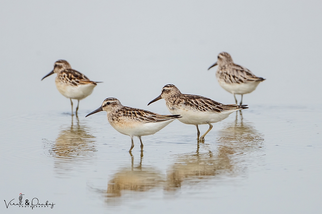 Broad-billed Sandpiper
