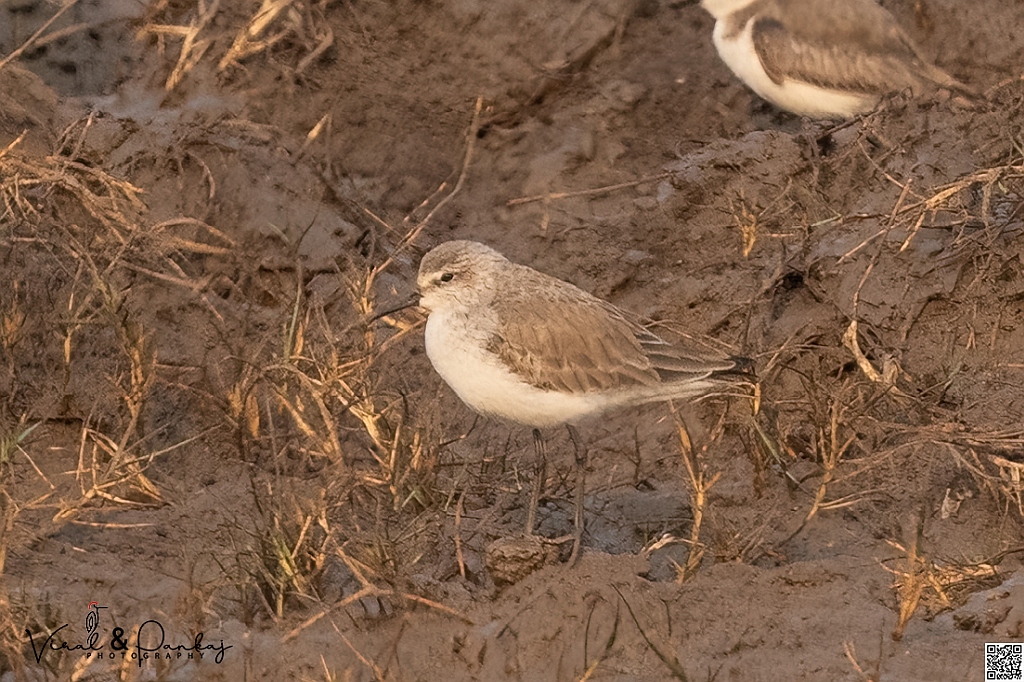 Little Stint