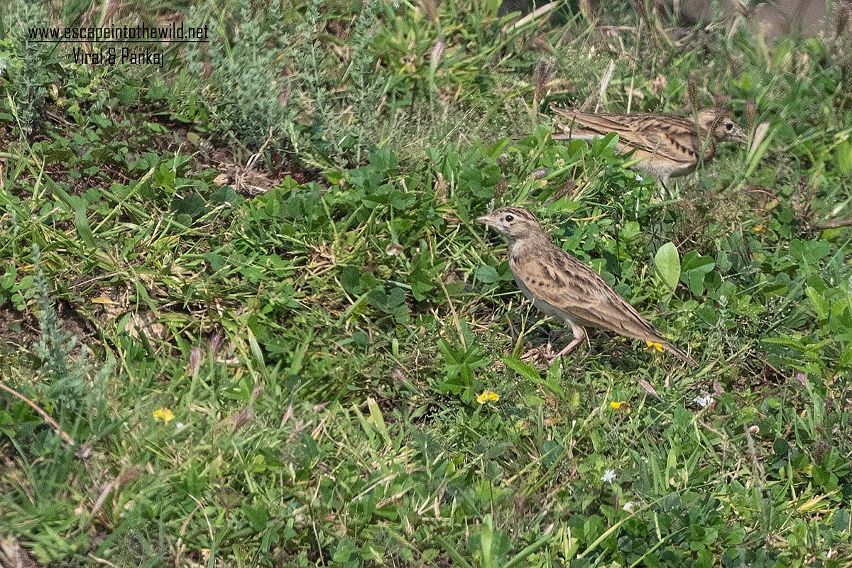 Greater Short-toed Lark