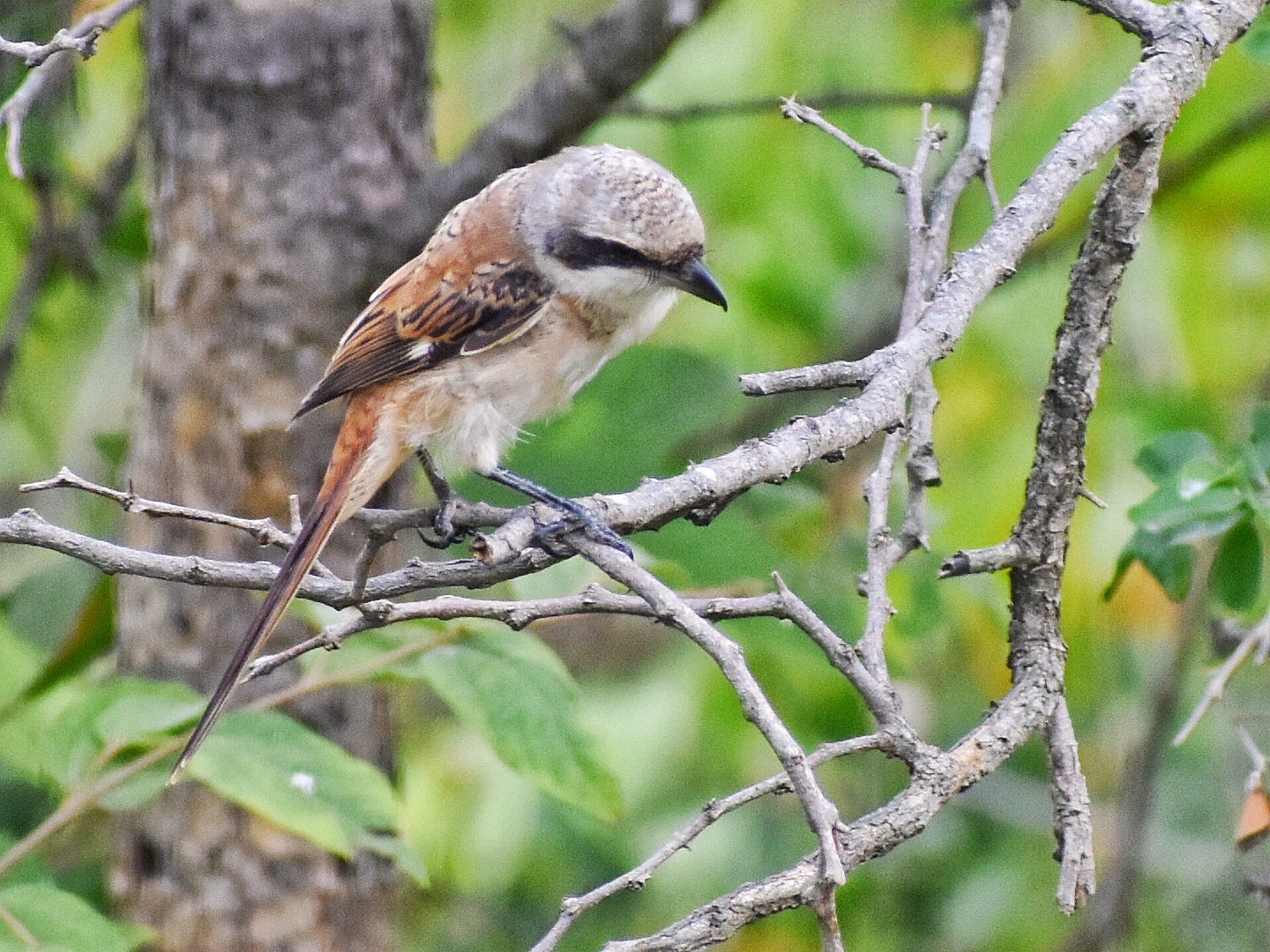 Bay Backed Shrike