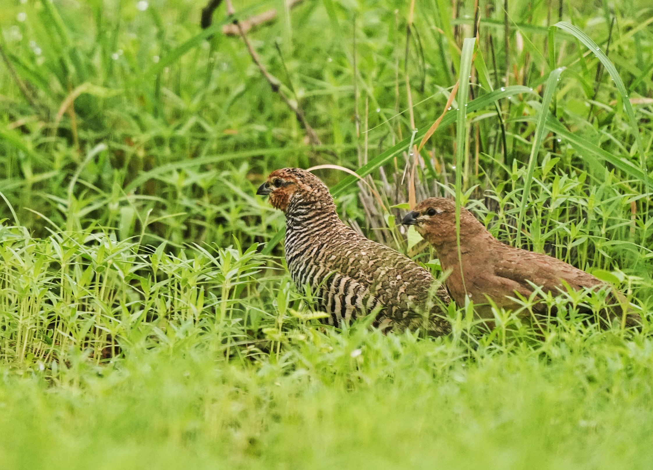 Rock Bush Quail