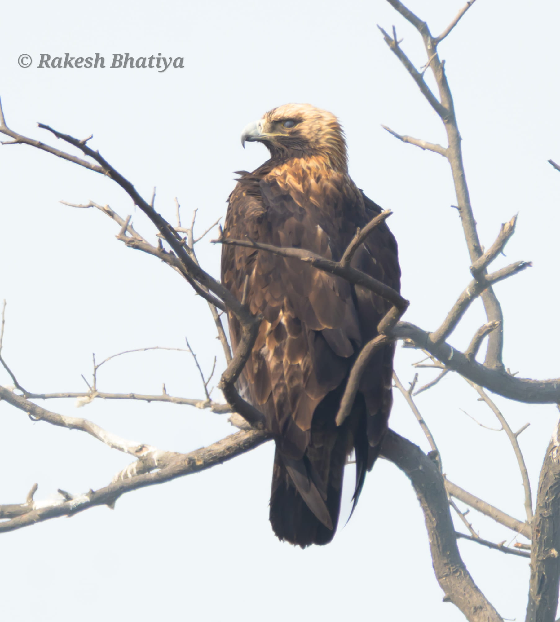 Eastern Imperial Eagle