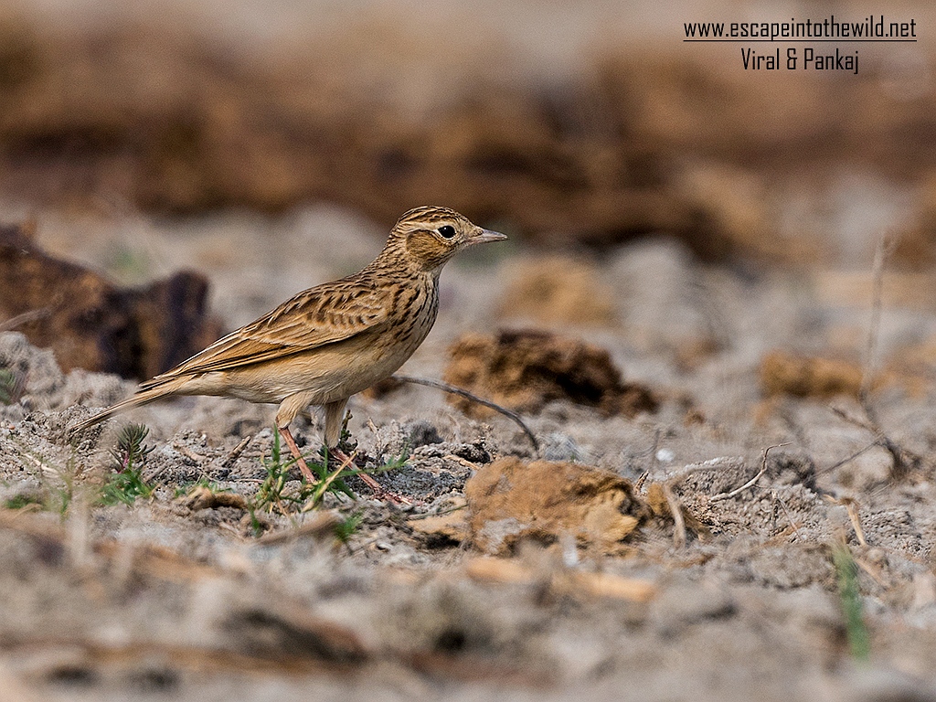 Oriental Sky Lark