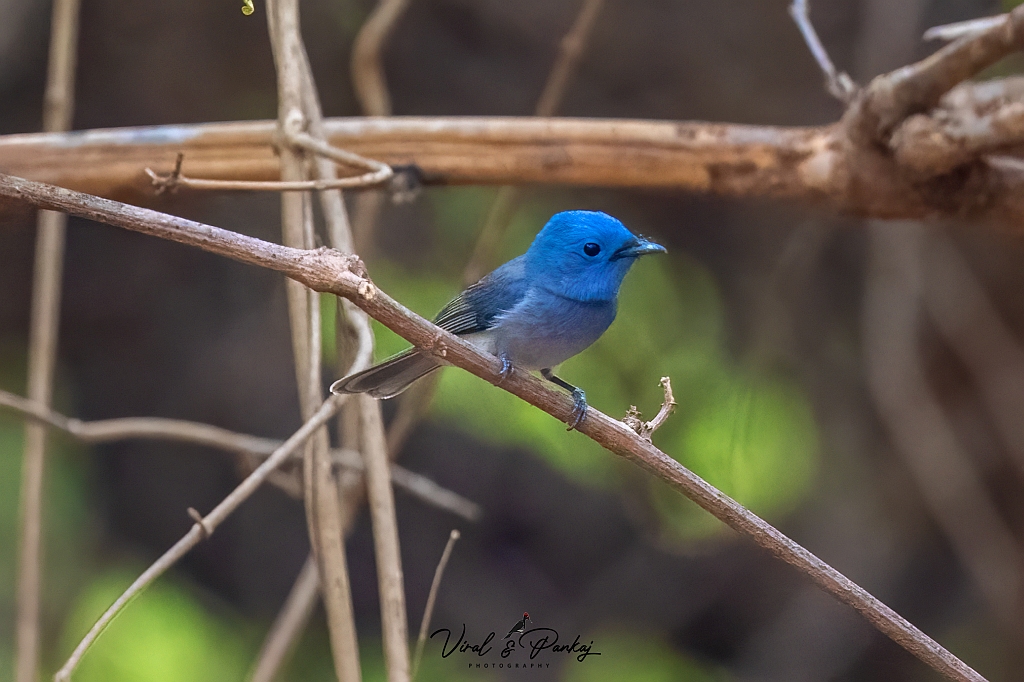 Black-naped Monarch