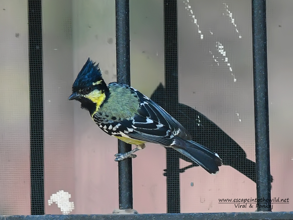 Black-lored Tit
