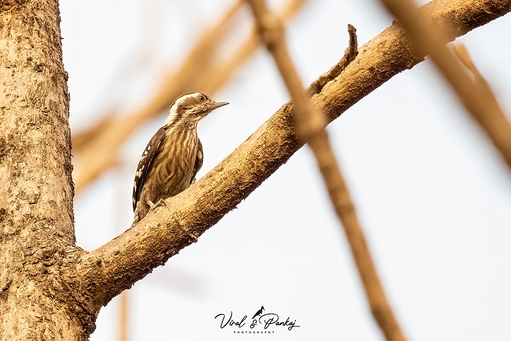 Brown-capped Pygmy Woodpecker