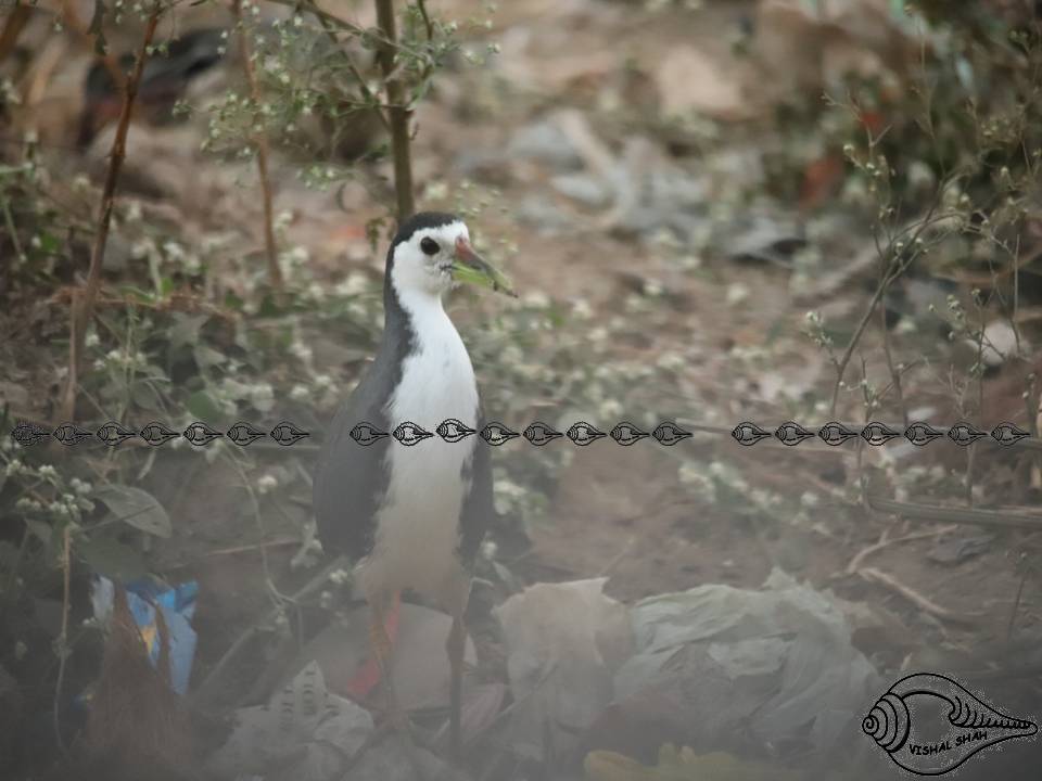 White-breasted Waterhen