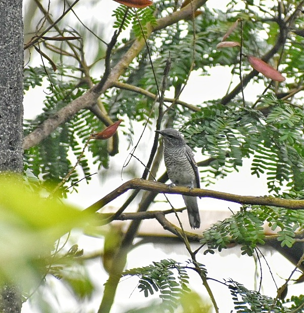 Large Cuckooshrike