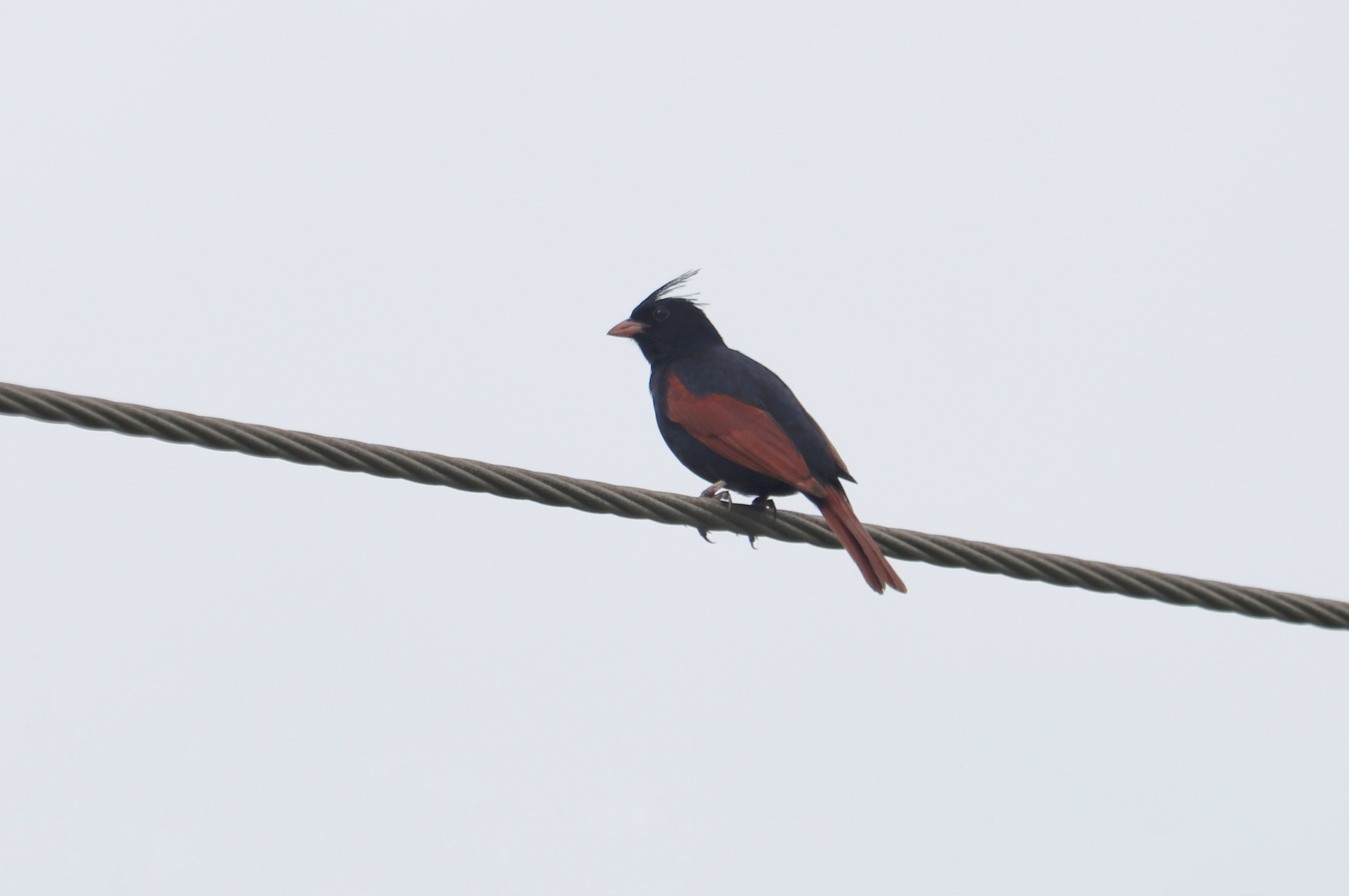 Crested Bunting