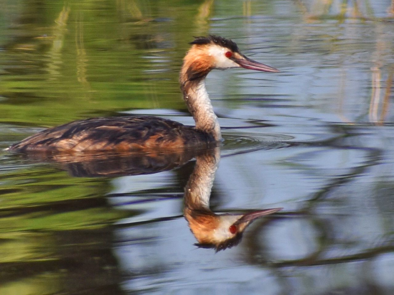 Great Crested Grebe