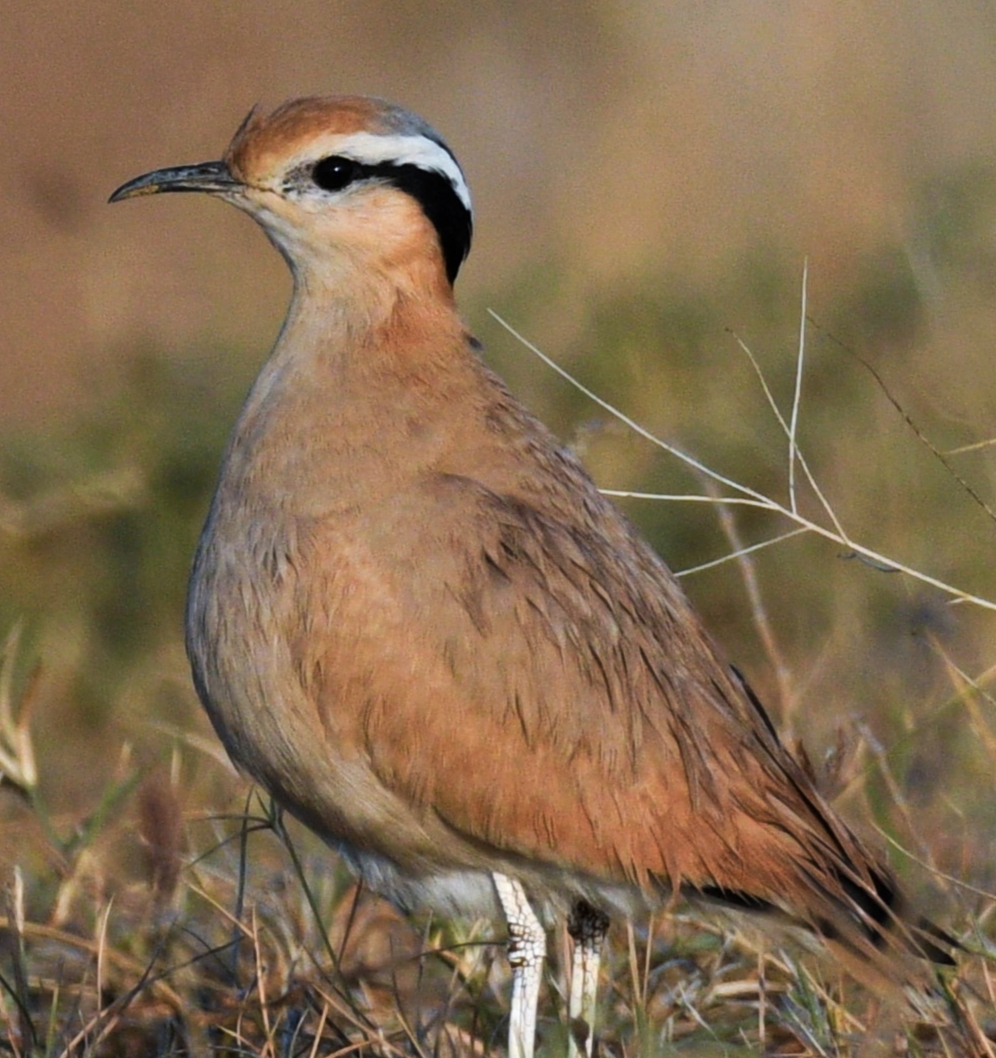 Cream Coloured Courser