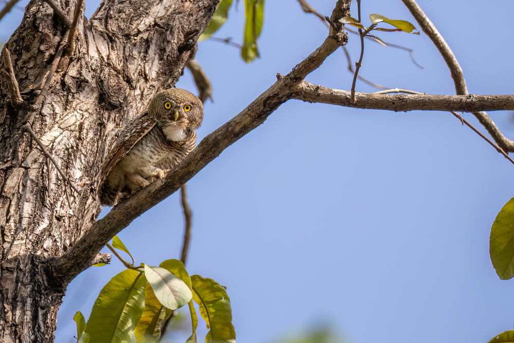 Jungle Owlet