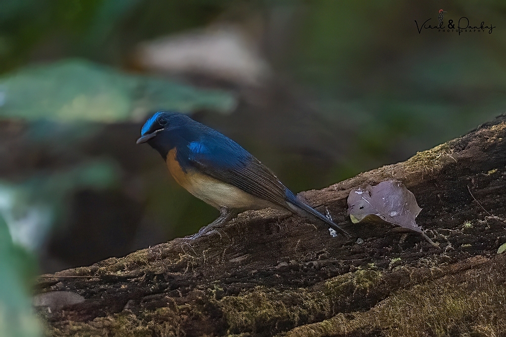 Blue-throated Blue Flycatcher