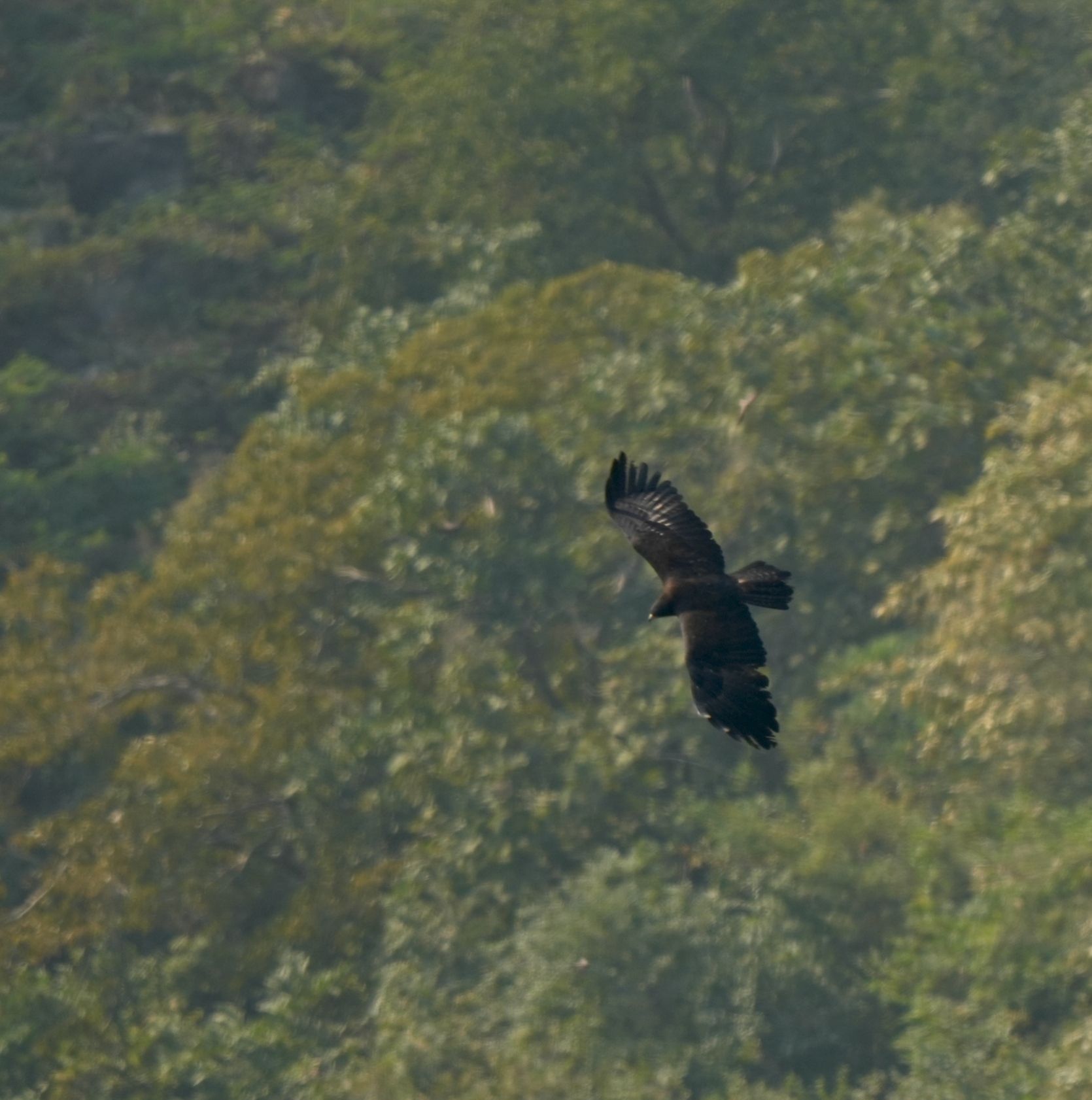Black Eagle