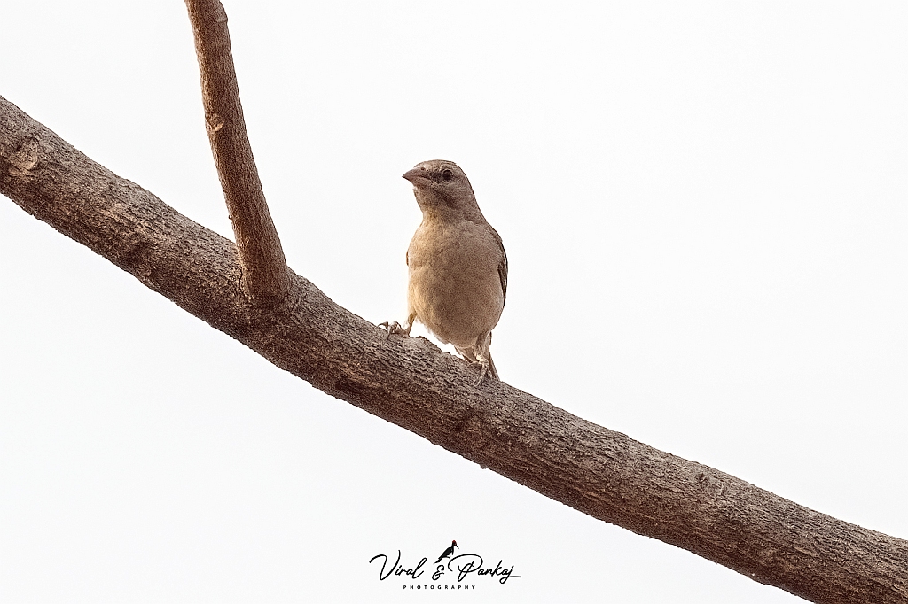 Pale-billed Flowerpecker