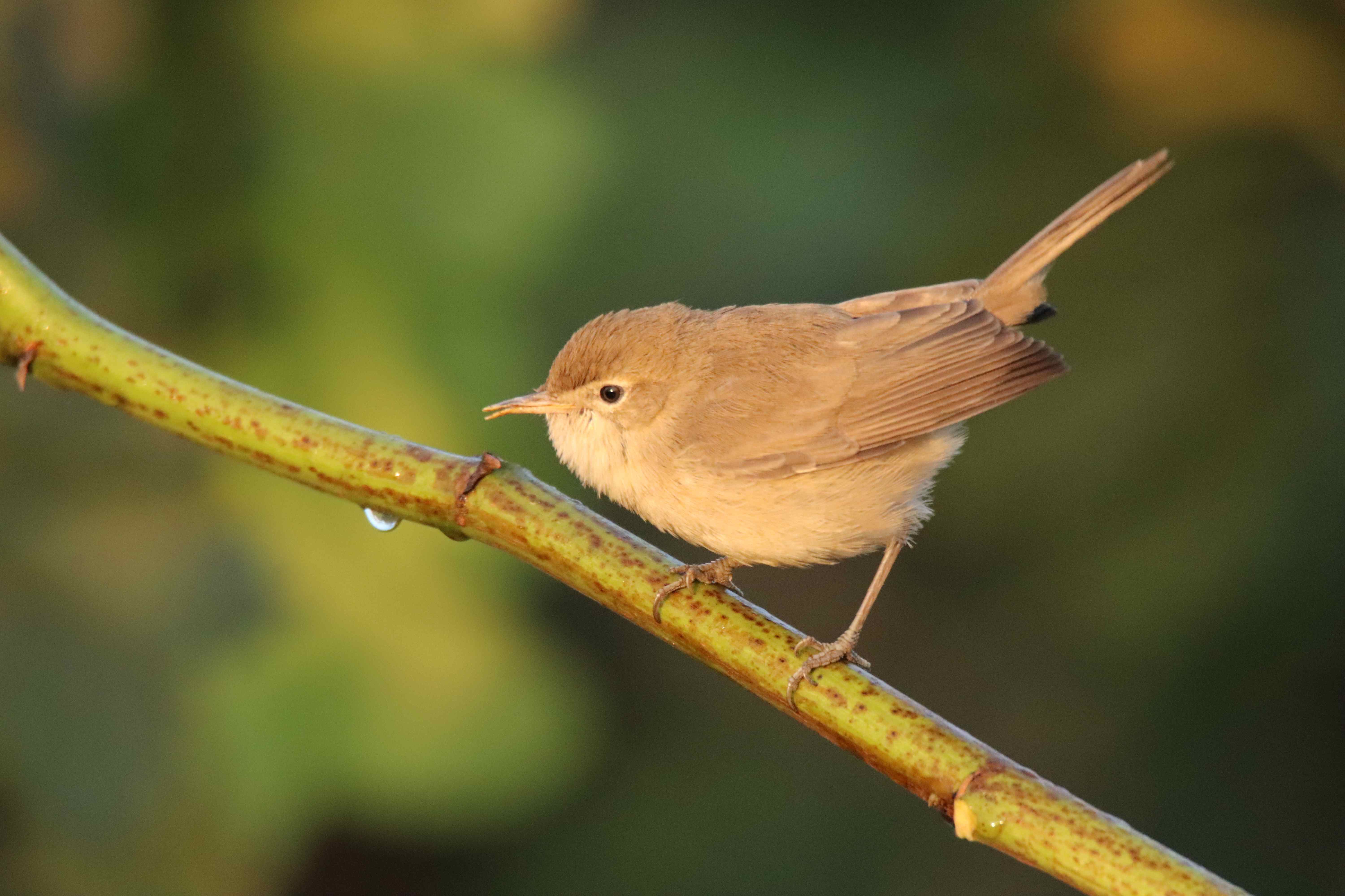 Sykes's Warbler
