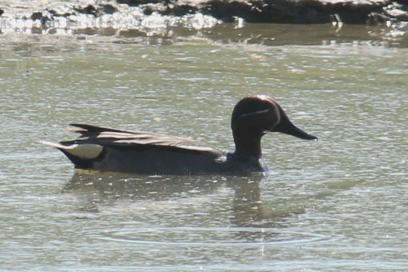 Common Teal
