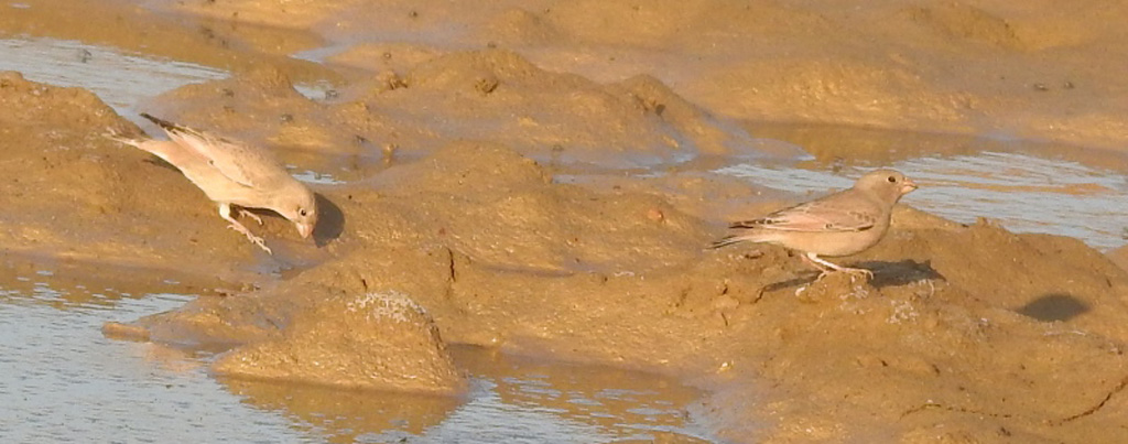Trumpeter Finch