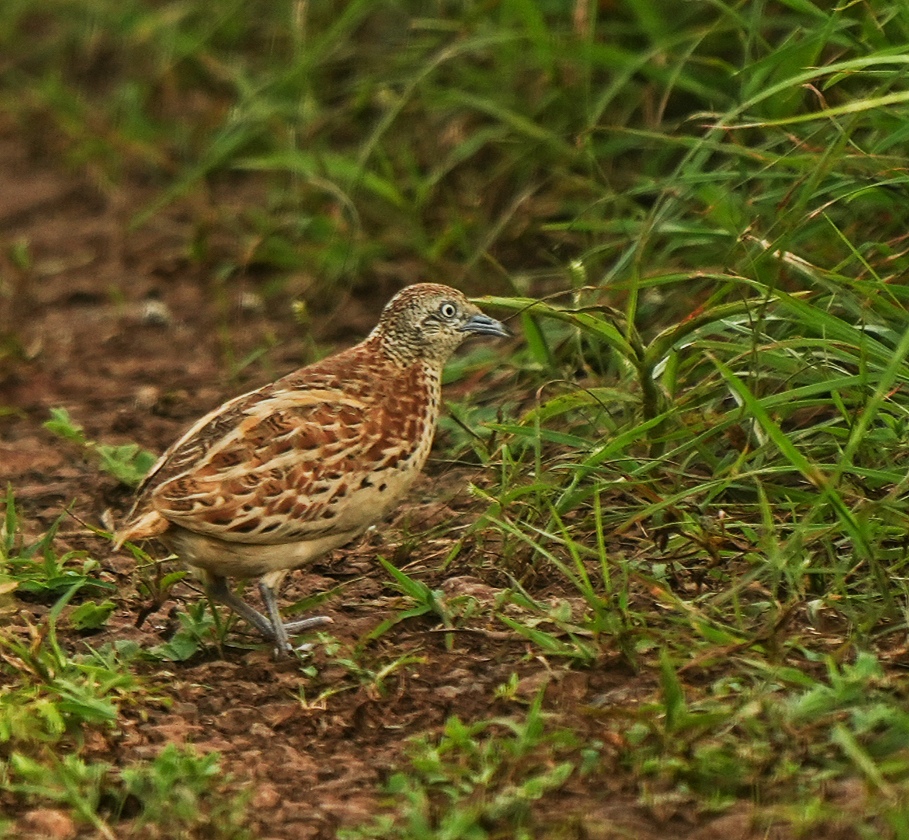 Small ButtonQuail