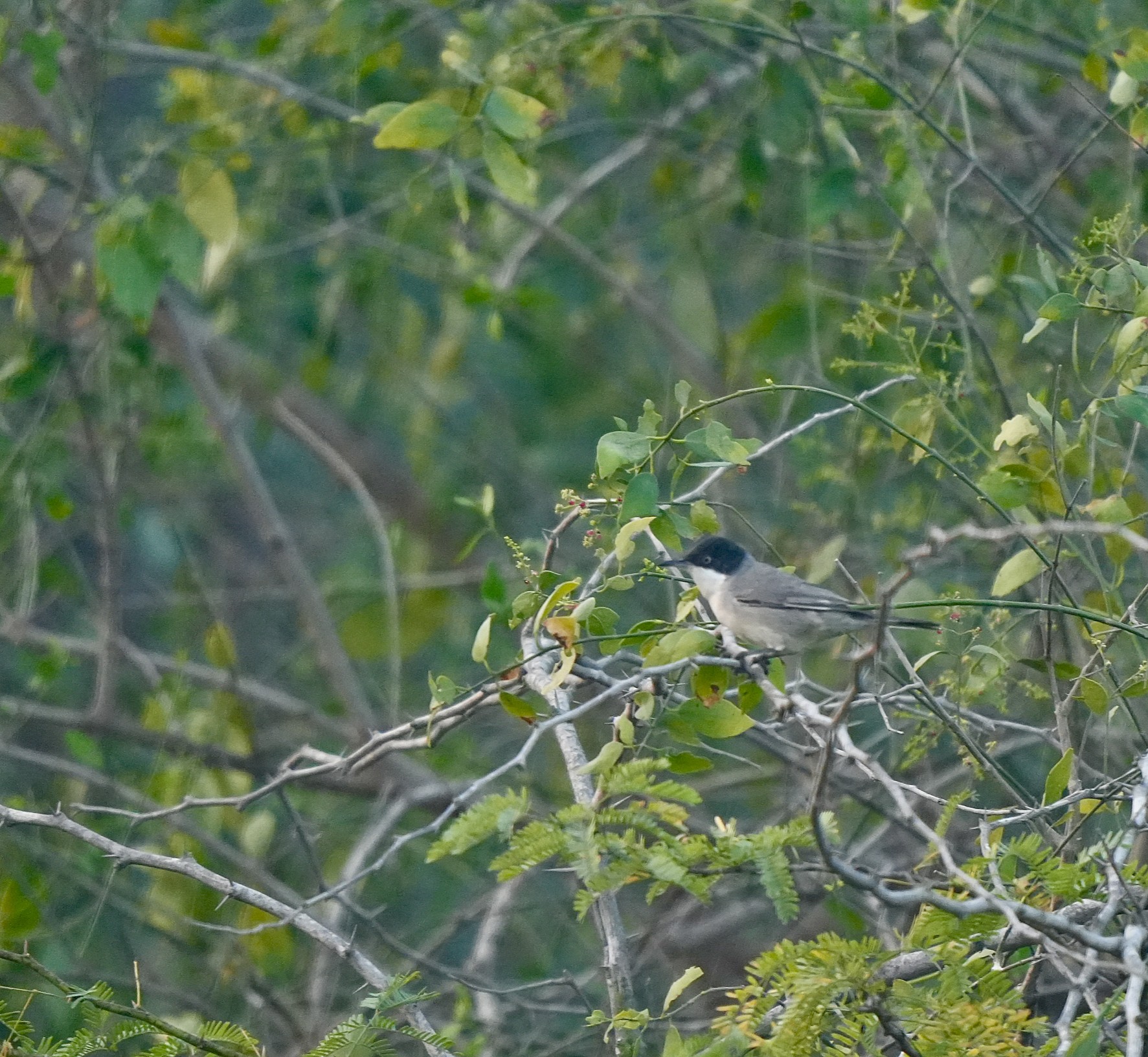Orphean Warbler