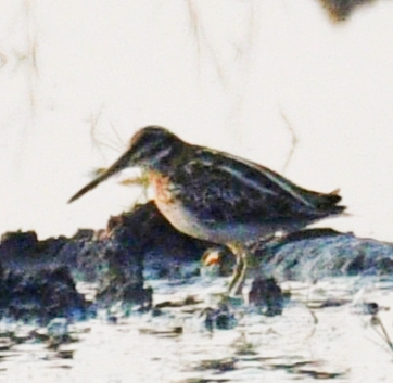 Jack Snipe