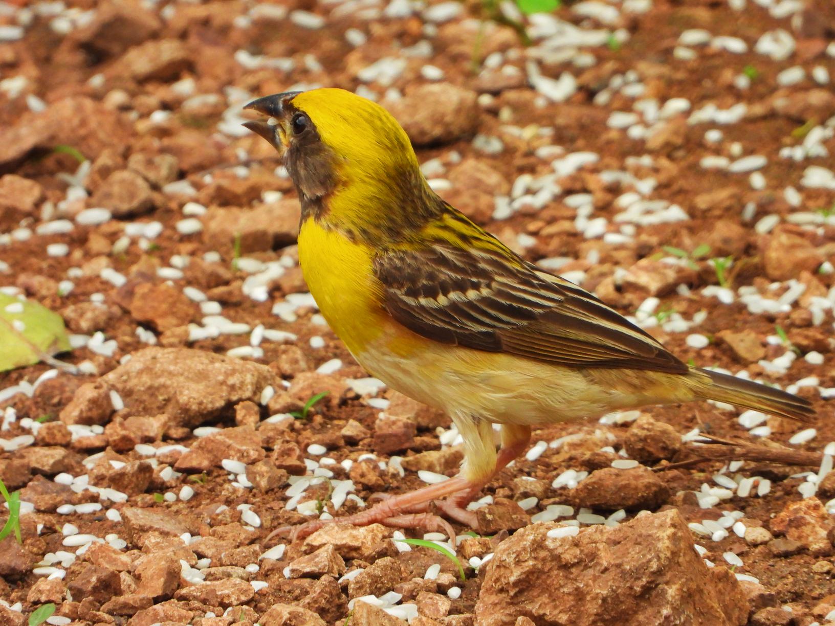 Baya Weaver