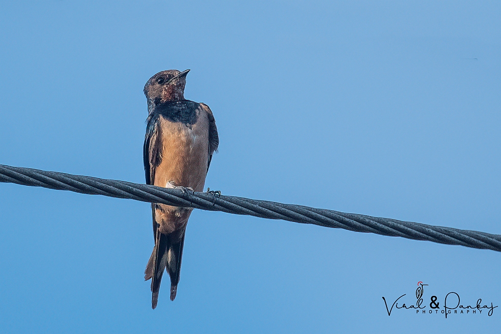 Barn Swallow