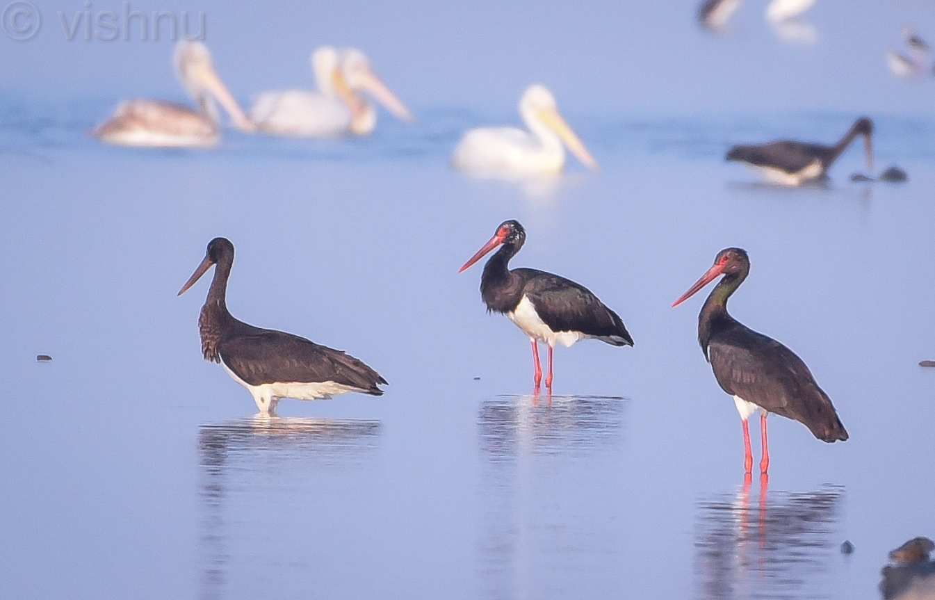 Black Stork