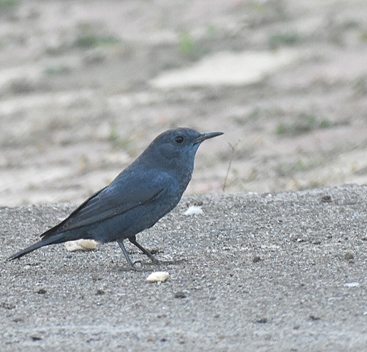 Blue Rock Thrush