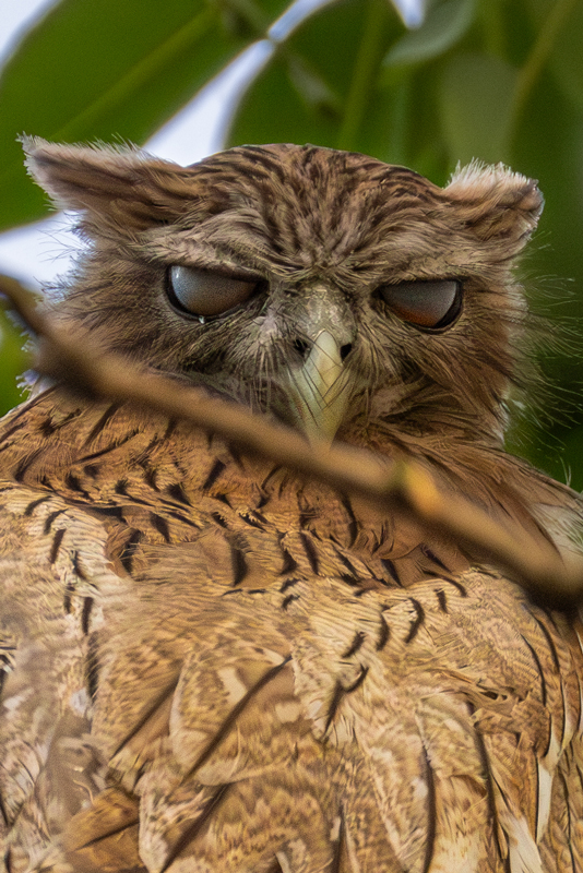 Brown Fish Owl