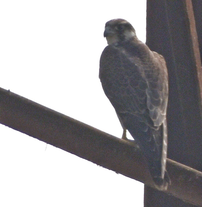 Laggar Falcon