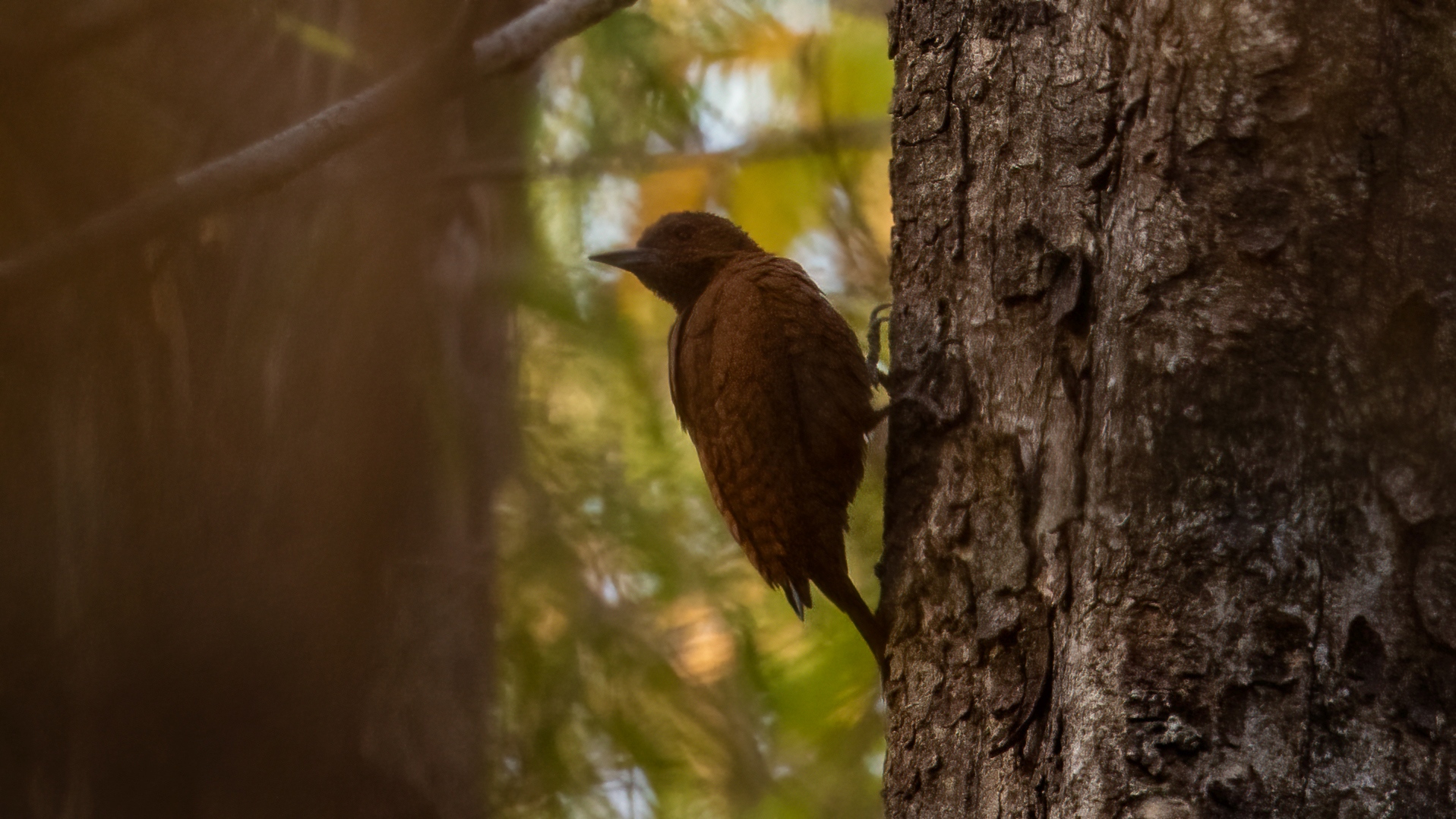 Rufous Woodpecker