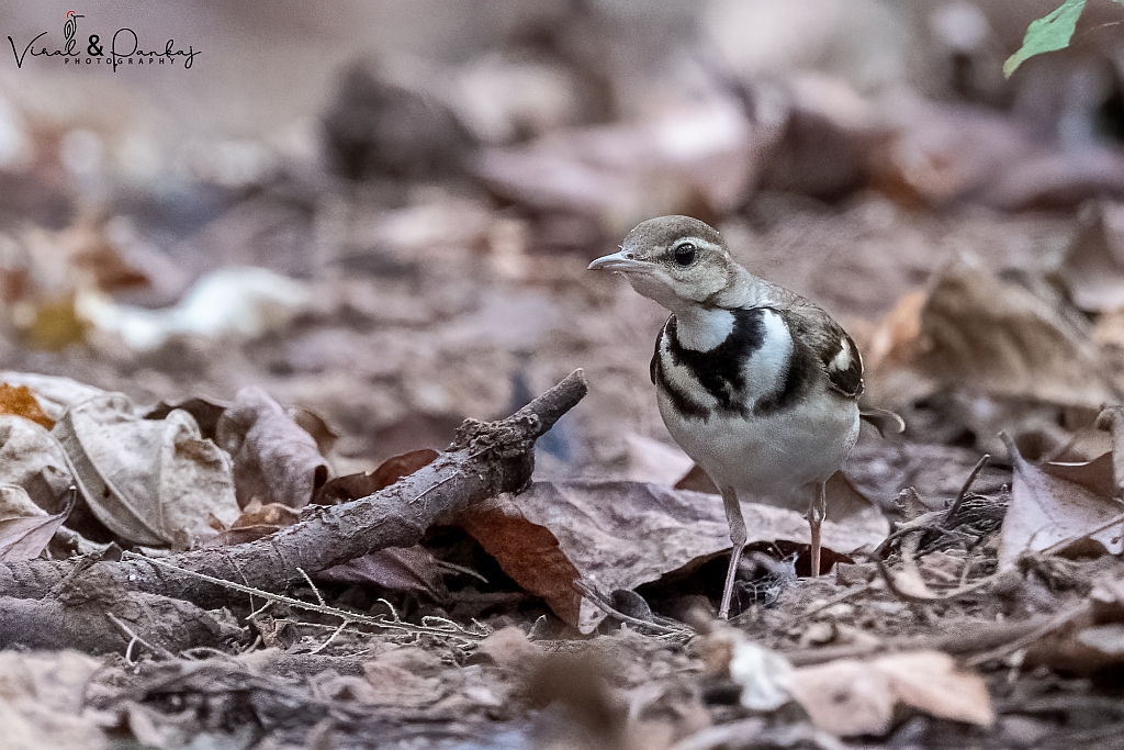 Forest Wagtail