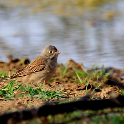 Grey Necked Bunting