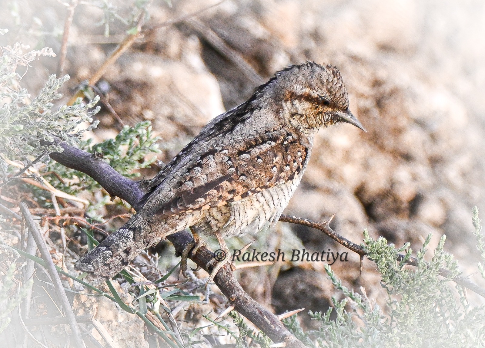 Eurasian Wryneck