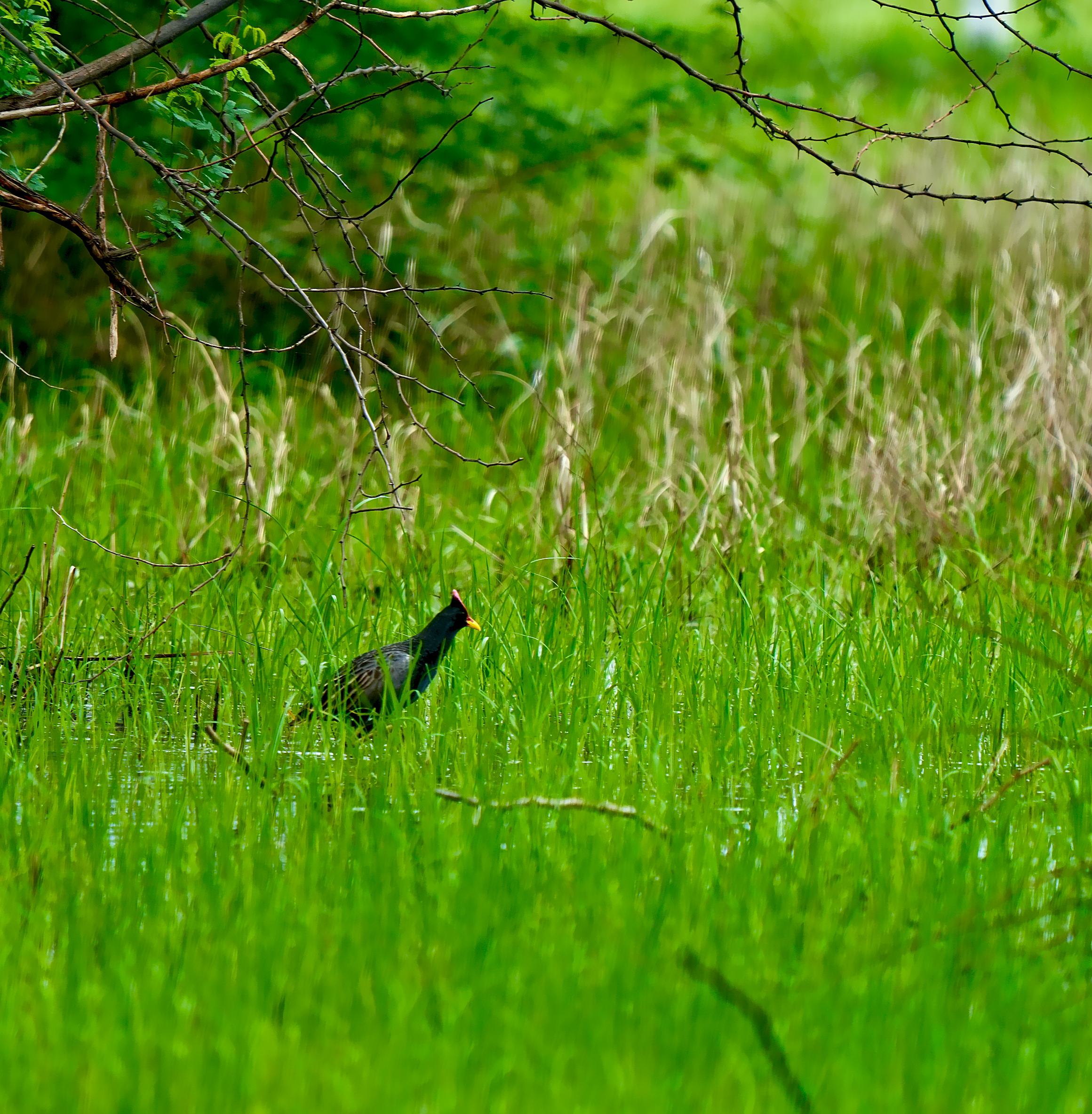 Watercock