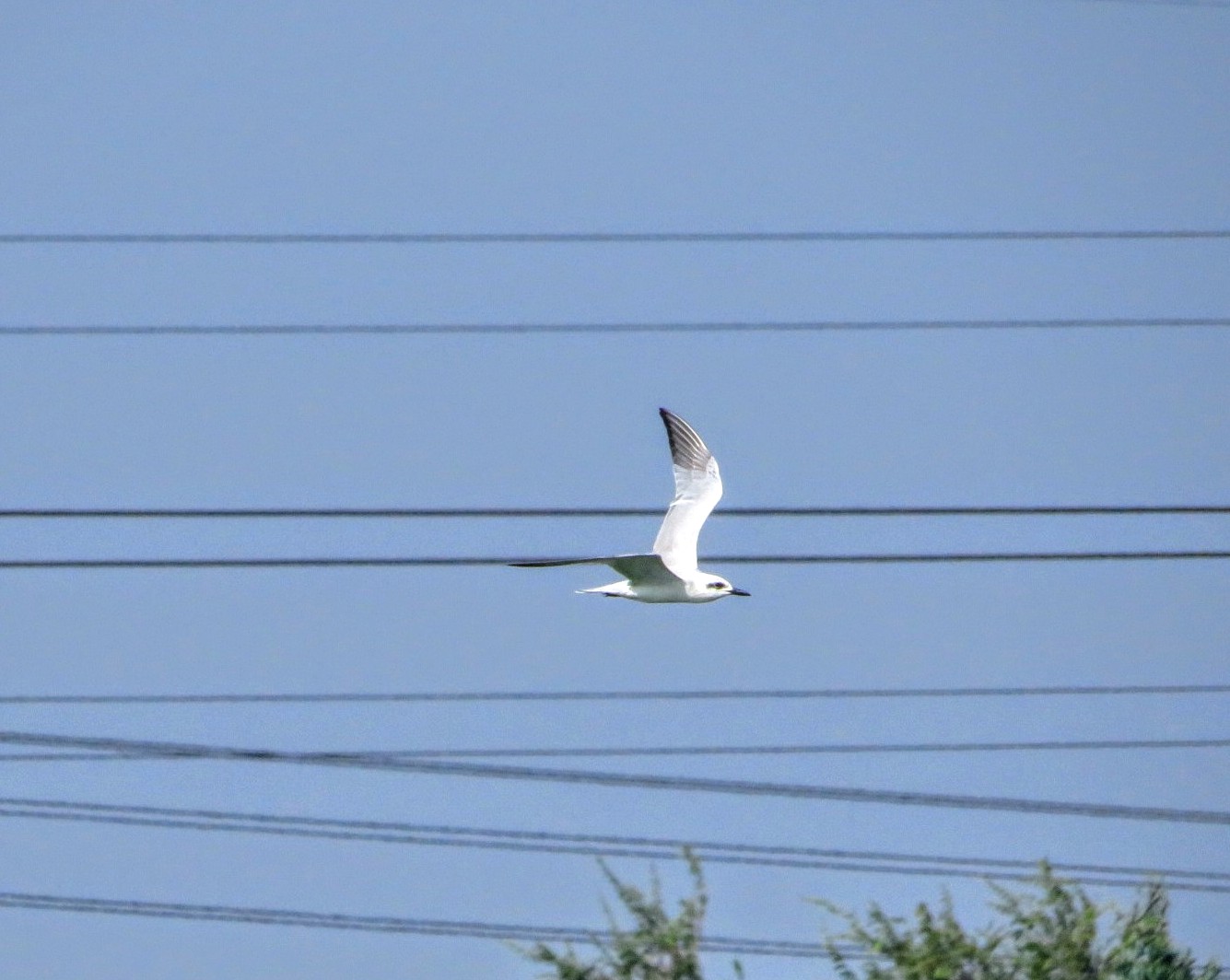 Gull-billed Tern