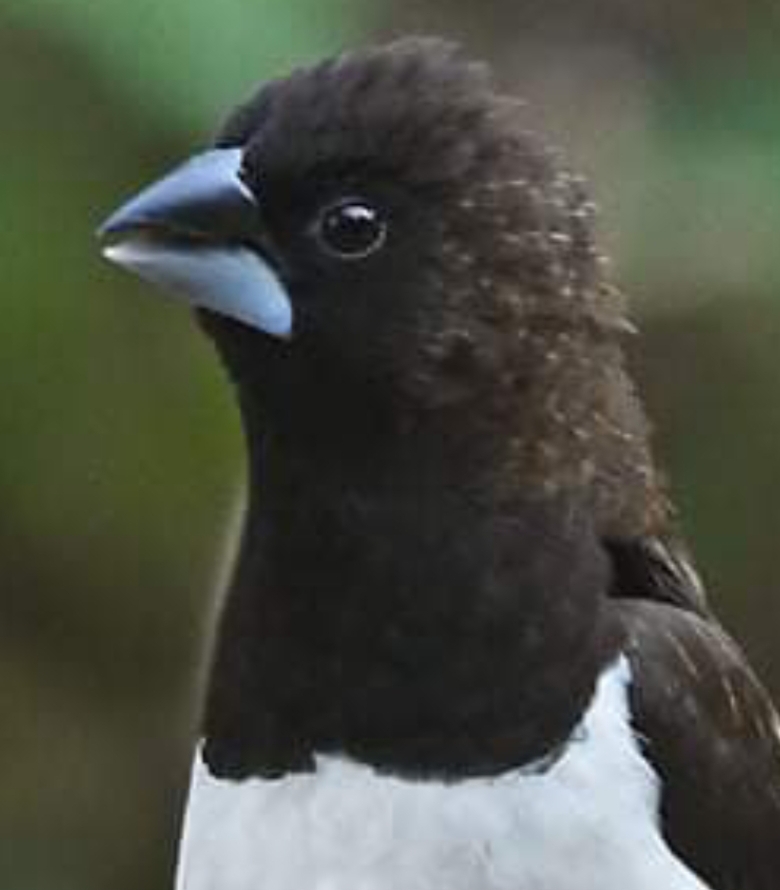 White-rumped Munia