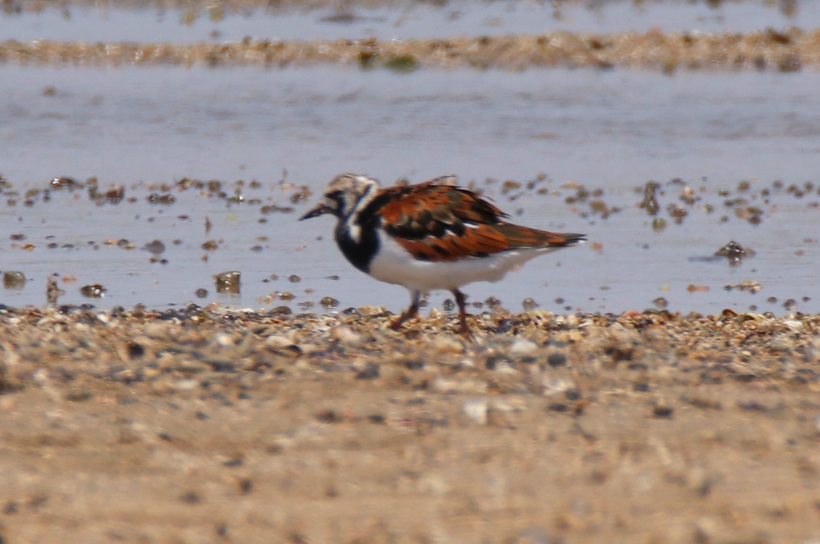 Ruddy Turnstone