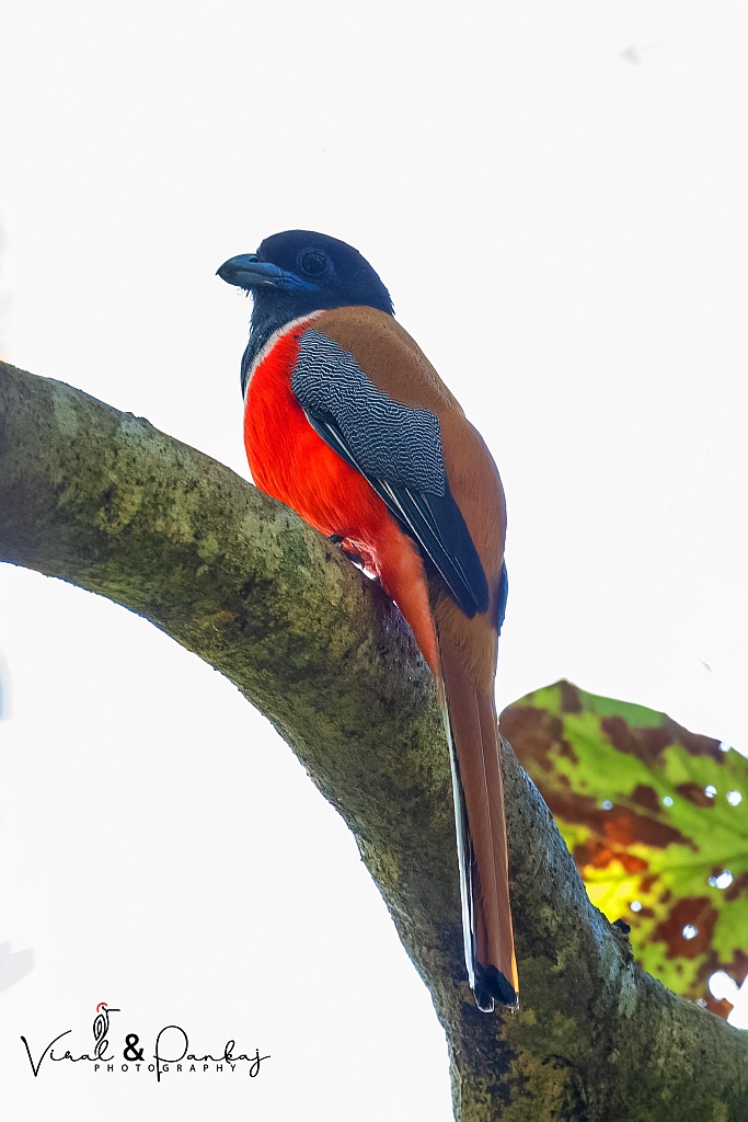 Malabar Trogon