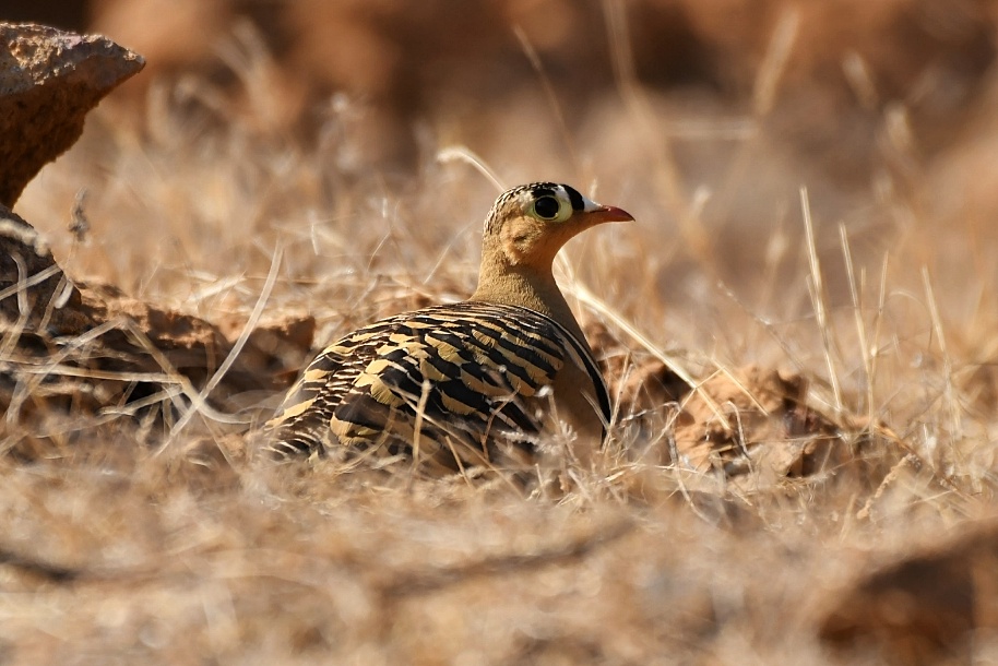 Painted Sandgrouse