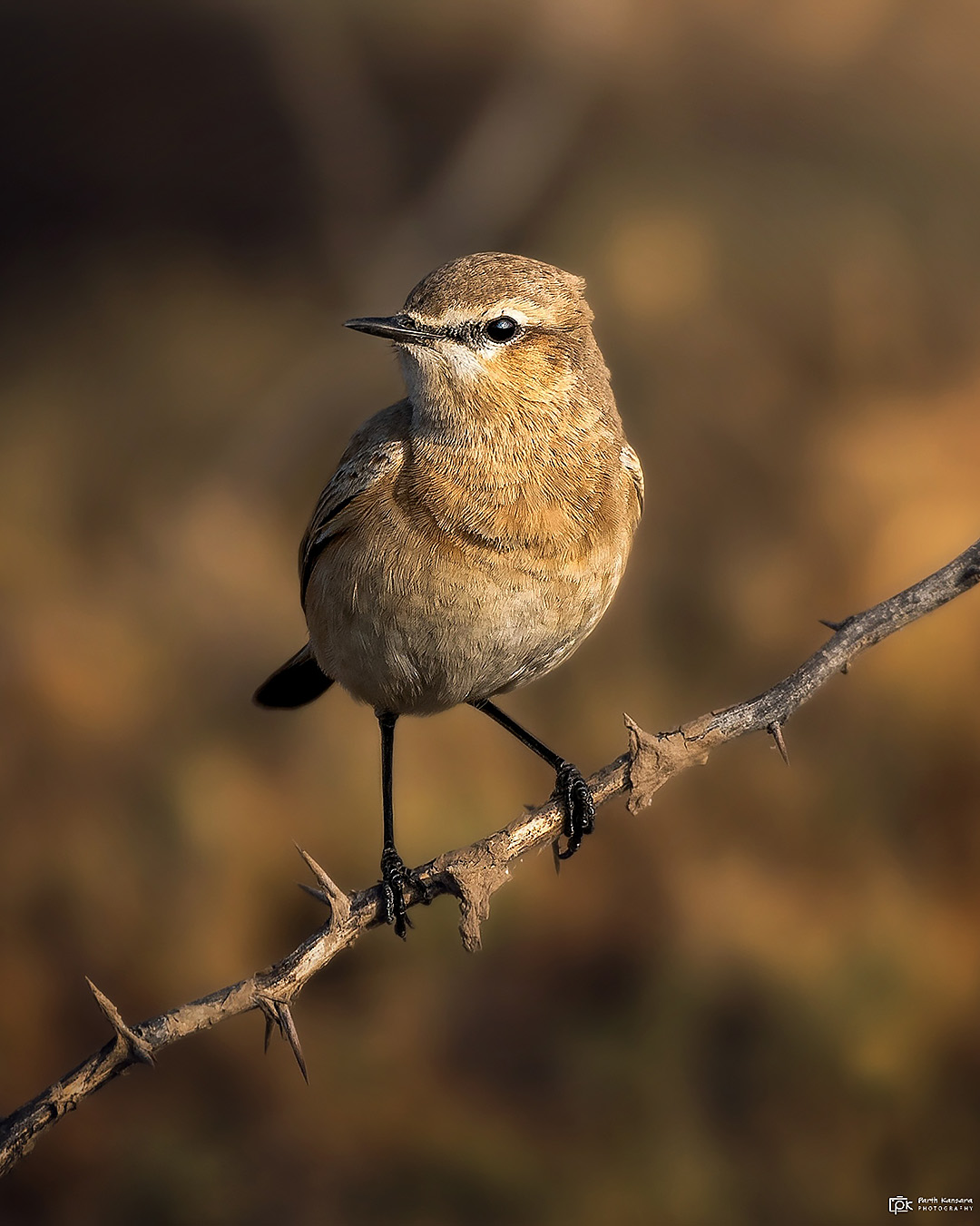 Isabelline Wheatear