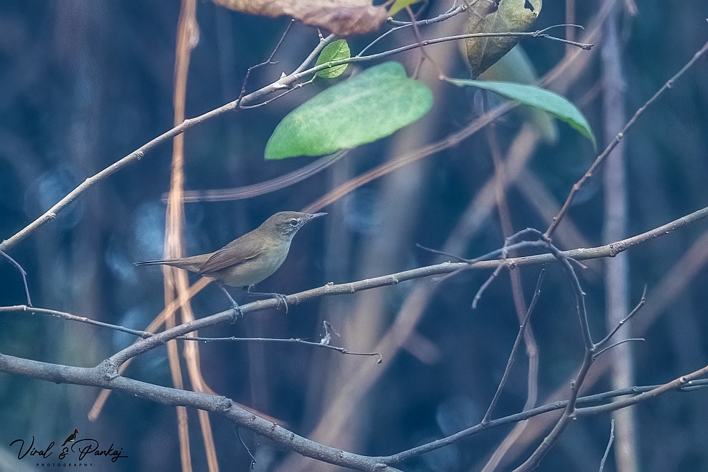 Blyth's Reed Warbler