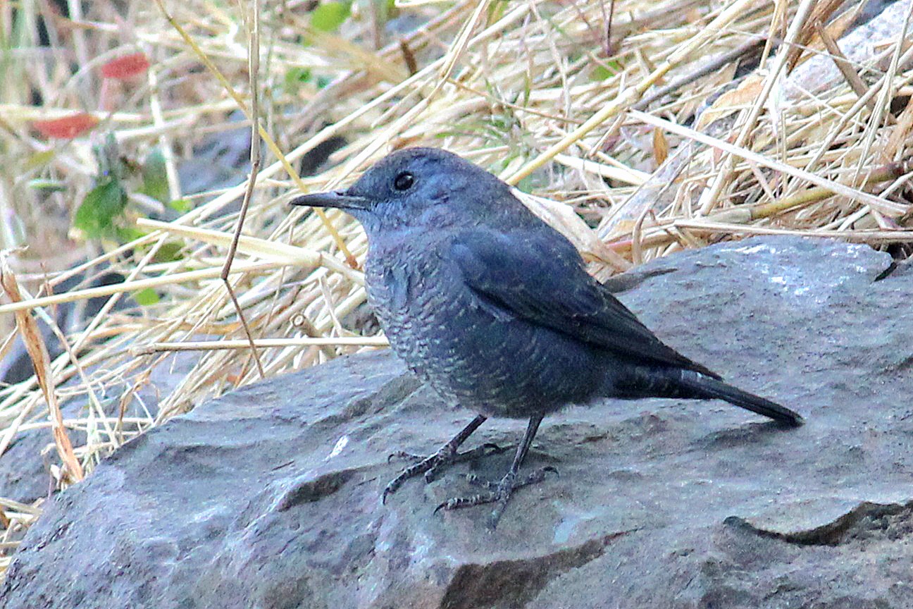 Blue Rock Thrush