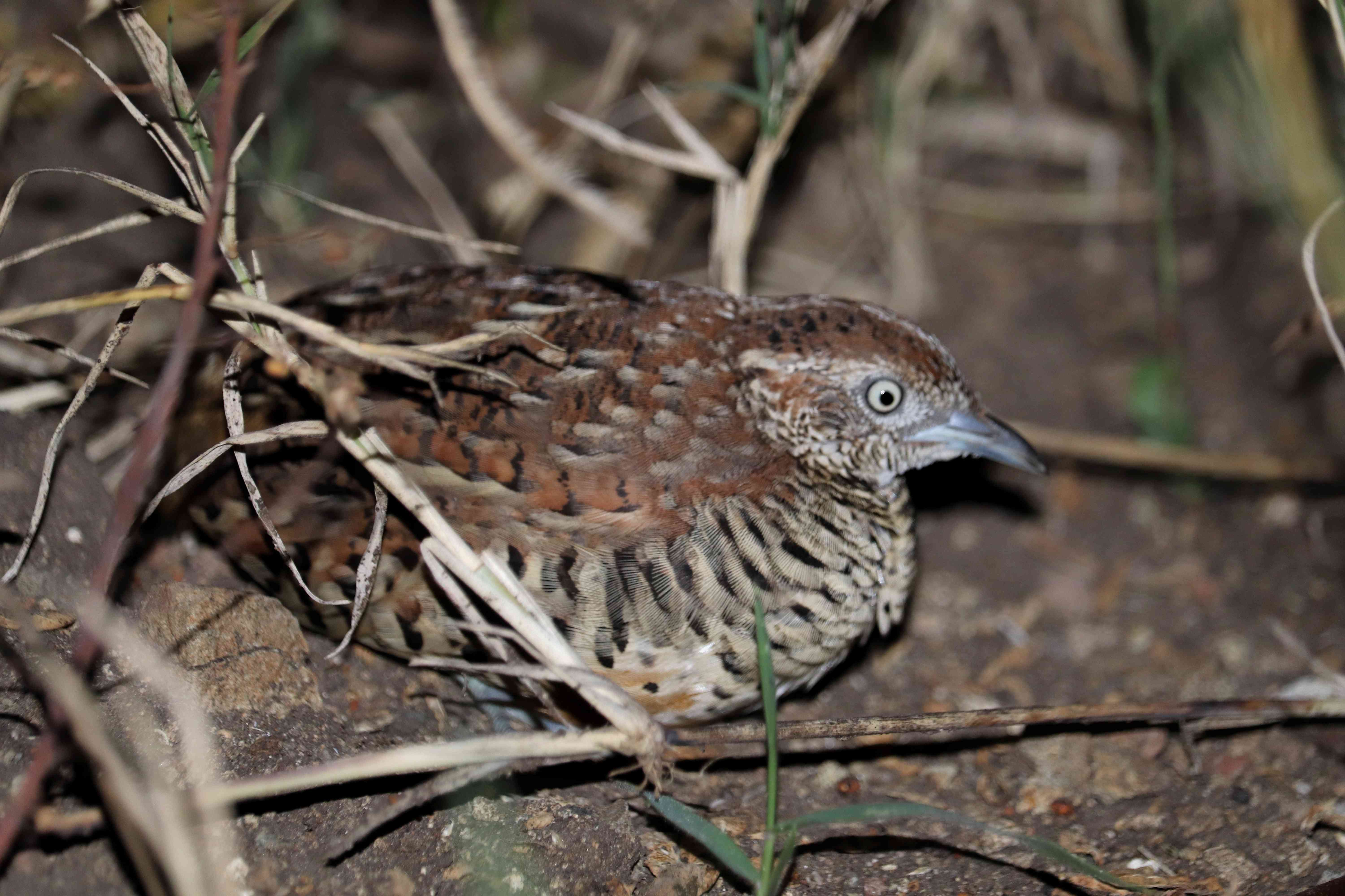 Barred Button Quail